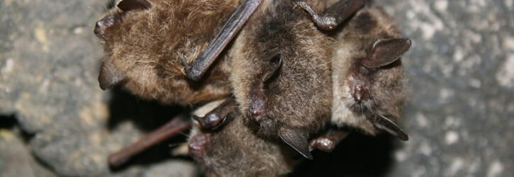 Midwest Bat Hub – Midwest Bat Hub